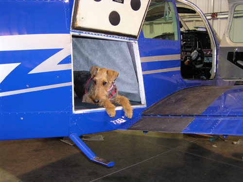 A dog inside a plane