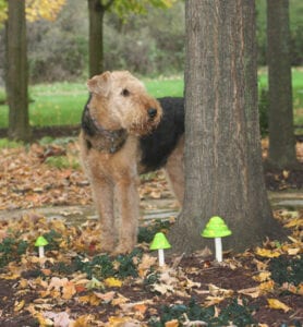 An Airedale terrier standing behind a tree (Alice)