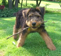 A shaggy dog running energetically with a stick in its mouth across a grassy lawn with bushes in the background.