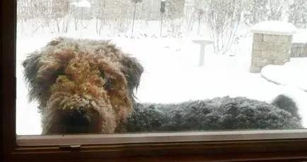 A shaggy dog with leaves on its face looking through a snowy window.