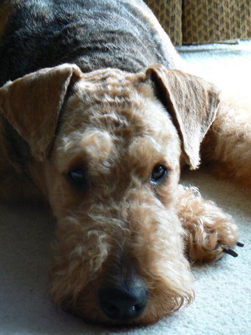 Airedale terrier dog lying down on a carpet, looking directly at the camera with a calm expression.