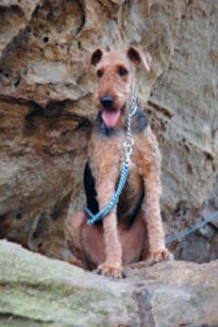 An Airedale terrier with her tongue out (Beatrice) sitting near big rocks