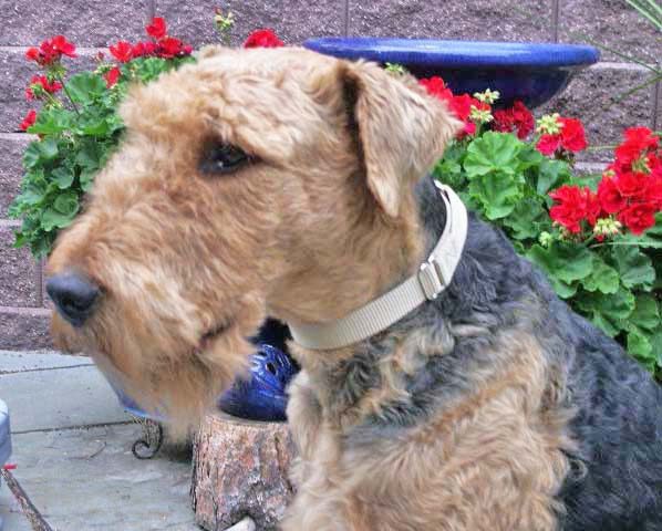 Airedale terrier with a beige collar sitting near red flowers and a blue birdbath.