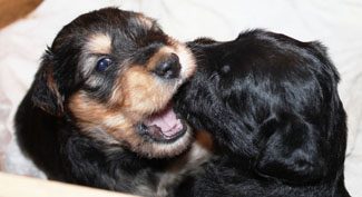 A small black and tan puppy playfully biting another puppy in a softly lit setting.