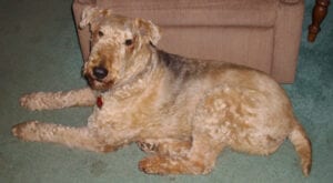 An Airedale terrier (Breezie) lying on the floor near a couch