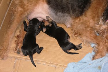 Two pups being breastfed