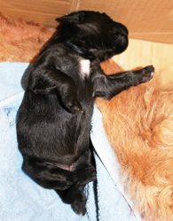 A black puppy lying on its side on a blue towel next to a furry surface.