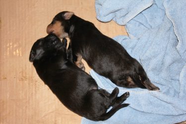 Two black puppies cuddling on a blue blanket on a wooden floor.