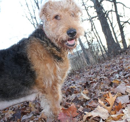 An Airedale terrier smiling, standing on ‘crunchy’ autumn leaves