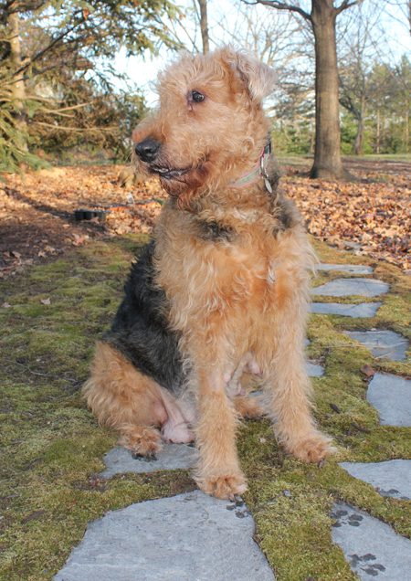 Airedale terrier sitting on a mossy path with stone slabs in a park, looking to the side attentively.