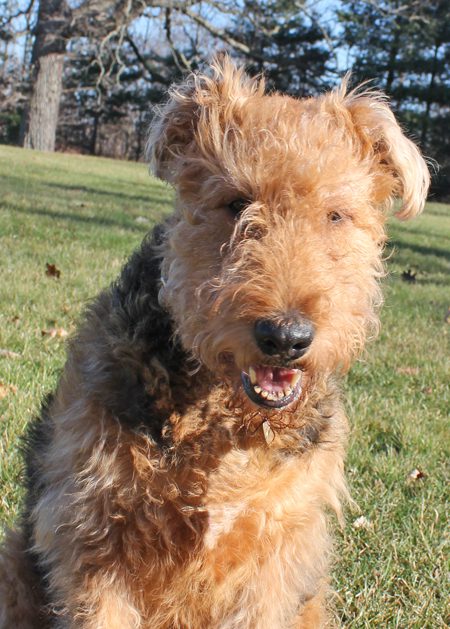 Close-up of an Airedale terrier smiling, running on the grass