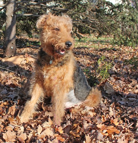 An Airedale terrier sitting on ‘crunchy’ autumn leaves, smiling