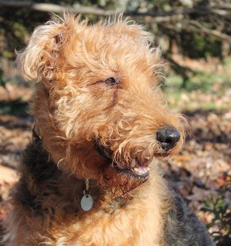 An Airedale terrier smiling widely