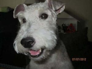 An Airedale terrier (Callie) smiling