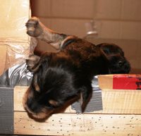 A pup climbing out of the box