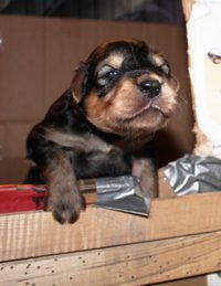 A pup climbing out of the box (1)