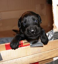 A pup climbing out of the box (2)