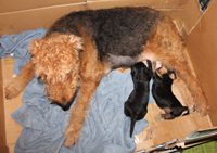 An Airedale terrier breastfeeding two pups in a box