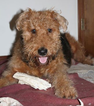 Airedale terrier dog lying on a burgundy bed with a white bone, looking at the camera with its tongue out.