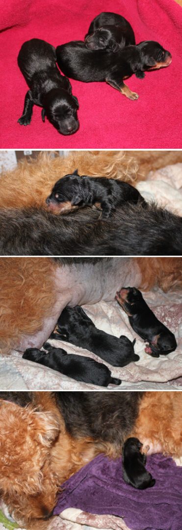 Three images showing newborn puppies next to their mother. first, puppies sleeping on a red blanket; second, a puppy nursing; third, puppies nestled against their mother on a purple blanket.