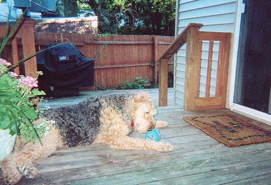 A brown and blond curly-haired dog lying on a wooden deck with a blue ball, beside potted flowers and a bbq grill.