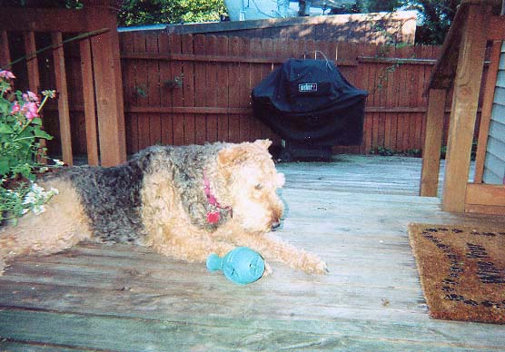 A dog lying on a wooden deck next to a blue toy, with a barbecue grill covered in the background and partial view of plants.