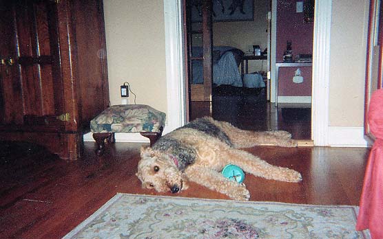 A large brown dog lying on a rug in a room, with a blue ball beside it.