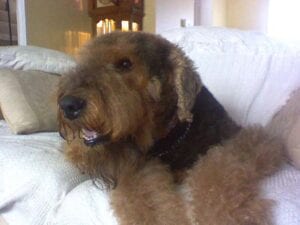 A brown airedale terrier lying on a white sofa, looking to the side with its mouth open in a pant.