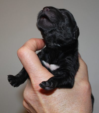 One of the black pups