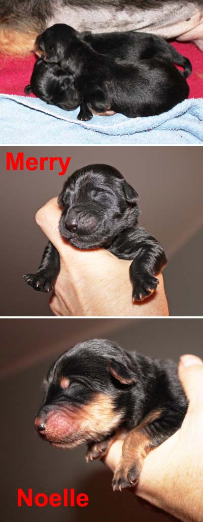 Two images of black puppies named merry and noelle; one shows them sleeping curled together, and the other two show each puppy being held in a person's hand.