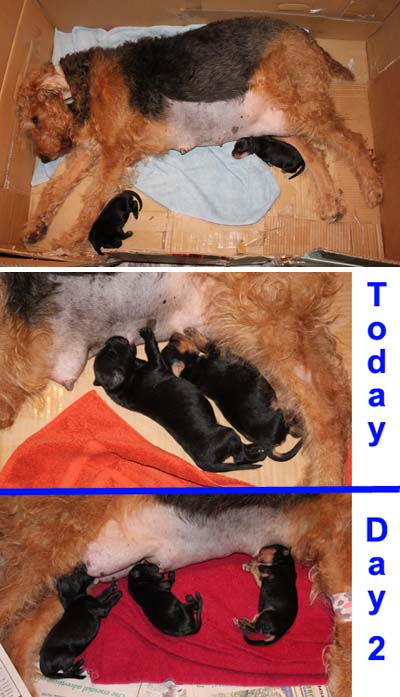 Collage: an Airedale terrier breastfeeding her pups (1), two pups (2), 3 pups (3)