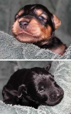 A collage of two pups on a blanket