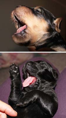 A collage of pups with their mouths open