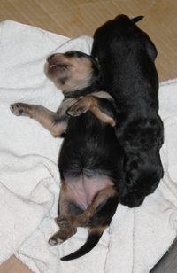 Two puppies sleeping closely together on a white towel, one on its back and the other curled beside it.