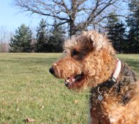 An Airedale terrier on a park