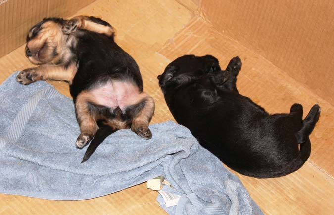 Two puppies, one beige and one black, lying on their backs on a towel inside a cardboard box.