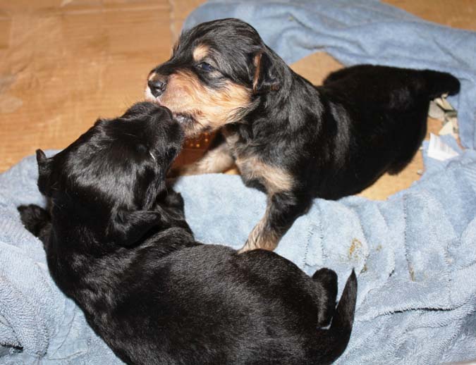 Three small puppies on a blue blanket, with one standing and sniffing another's ear while a third lies beside them.