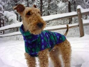 Airedale terrier wearing a purple and blue coat stands in a snowy landscape with snow-covered trees and a wooden fence in the background.