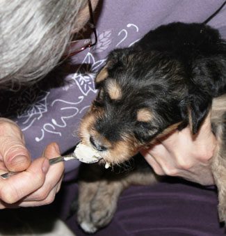 An elderly person feeds a small black and tan puppy with a spoon.