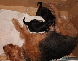 Three puppies nursing from their mother inside a cardboard box. two puppies are black, and one is tan, matching the mother's fur.