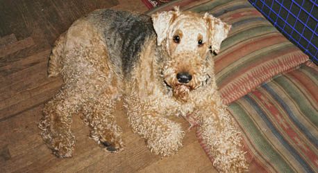 Fozzie next to pillows