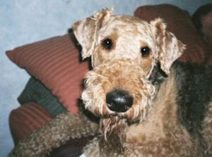 Close-up of an airedale terrier dog sitting on a couch, looking directly at the camera.