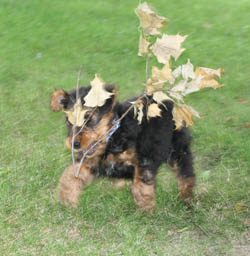 Henry fetching a branch