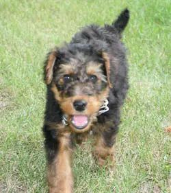 A playful puppy with shaggy black and brown fur running on green grass, tongue out, looking energetic.