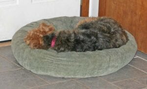 A brown and black dog sleeping curled up in a green round dog bed near a wooden door.