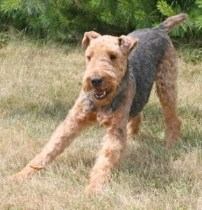 Airedale terrier dog walking on grass with trees in the background.