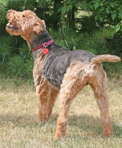 Airedale terrier standing on grass, looking to the side, wearing a pink collar with a red heart-shaped tag.