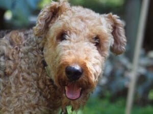 Close-up of a brown curly-haired dog with a slightly open mouth and a happy expression, focused against a blurred green background.