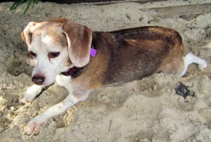A beagle lying in a sandy area, with a red collar and a pink heart-shaped tag.