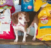 Millie standing near pet food